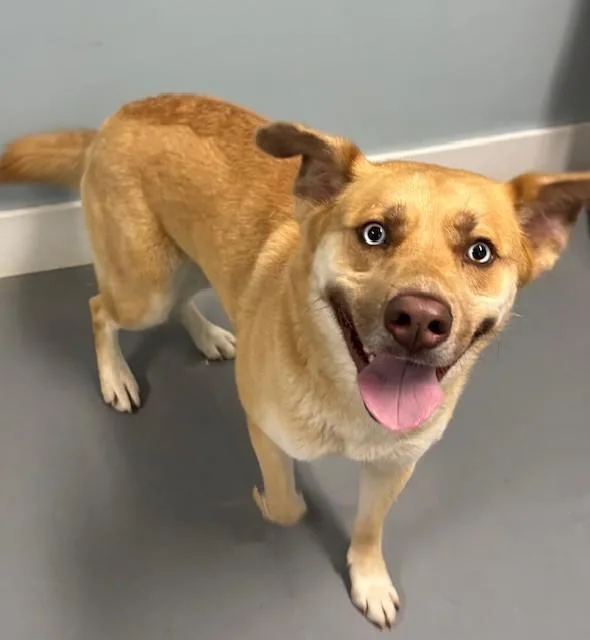 A young medium-sized female Yellow / Tan / Blond / Fawn Husky dog named Pointe for adoption in Hawk Point, MO