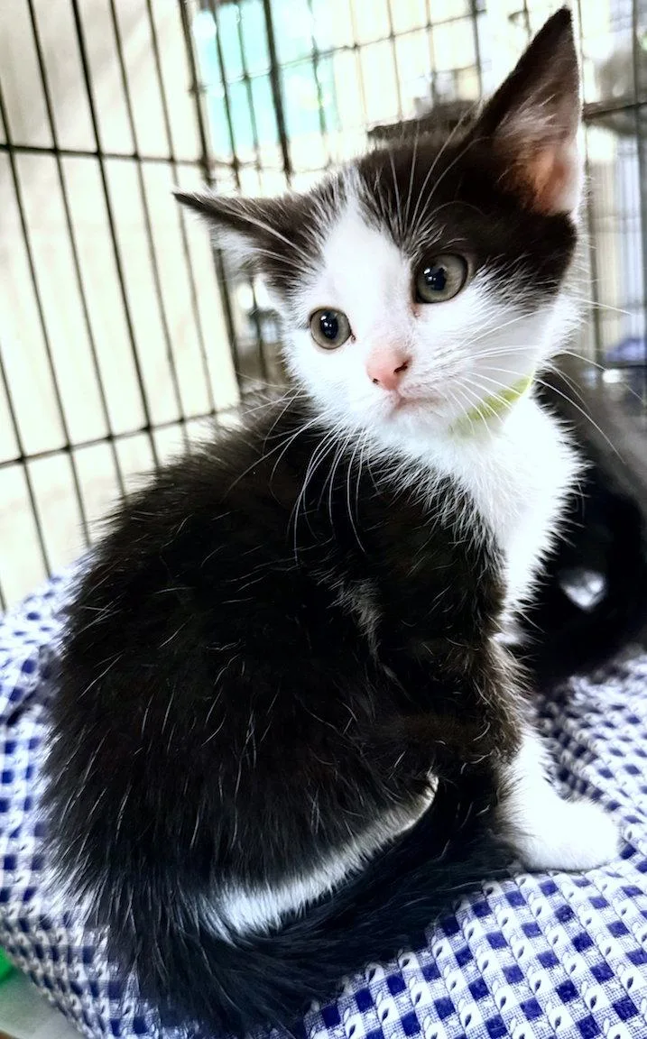 A baby medium-sized female Black & White / Tuxedo Domestic Short Hair cat named Clara for adoption in Albemarle, NC