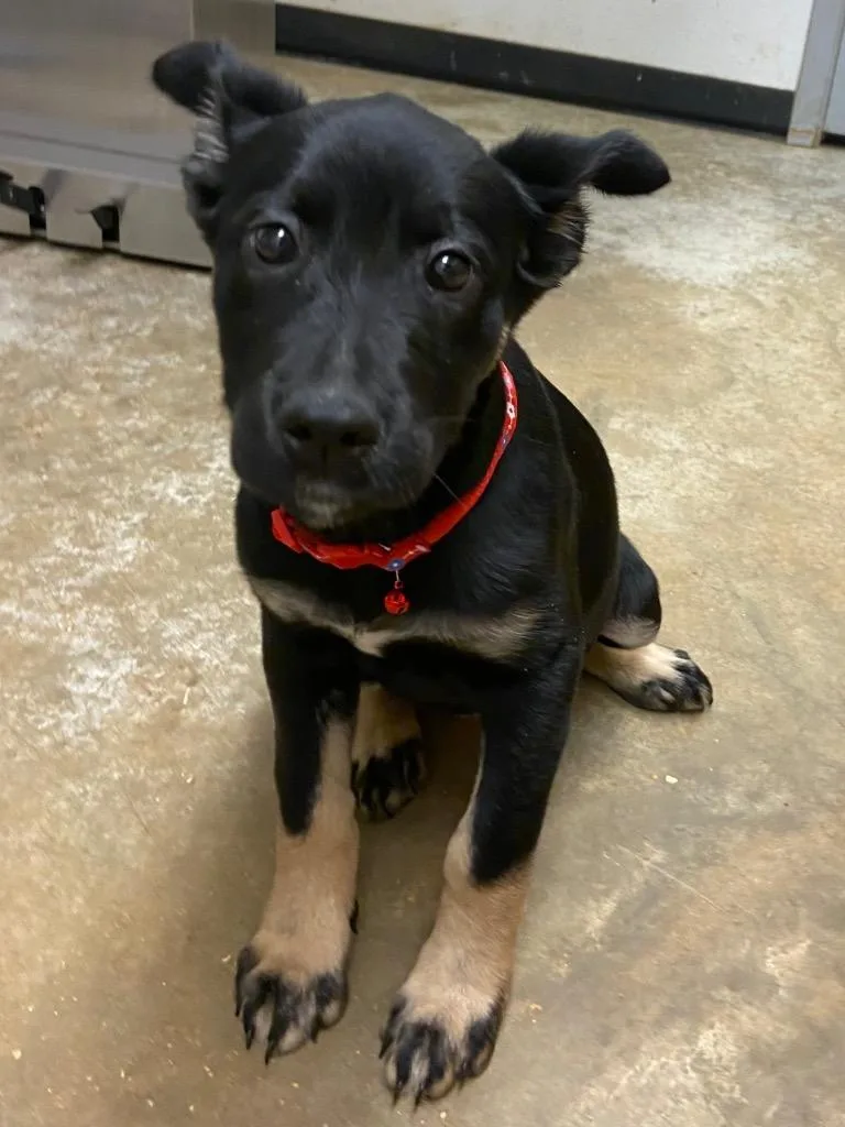 A baby small-sized female Mixed Breed dog named Catrice for adoption in Lockhart, TX