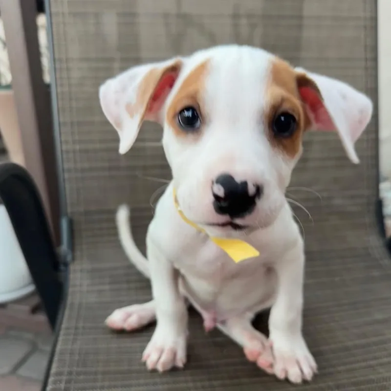 A baby small-sized male White / Cream Mixed Breed dog named Woody for adoption in San Diego, CA