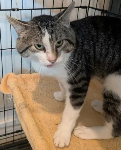 An adult large-sized male Domestic Medium Hair cat named Theo for adoption in Cecil, WI