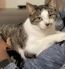 An adult medium-sized male Tabby cat named Leo for adoption in Gaithersburg, MD