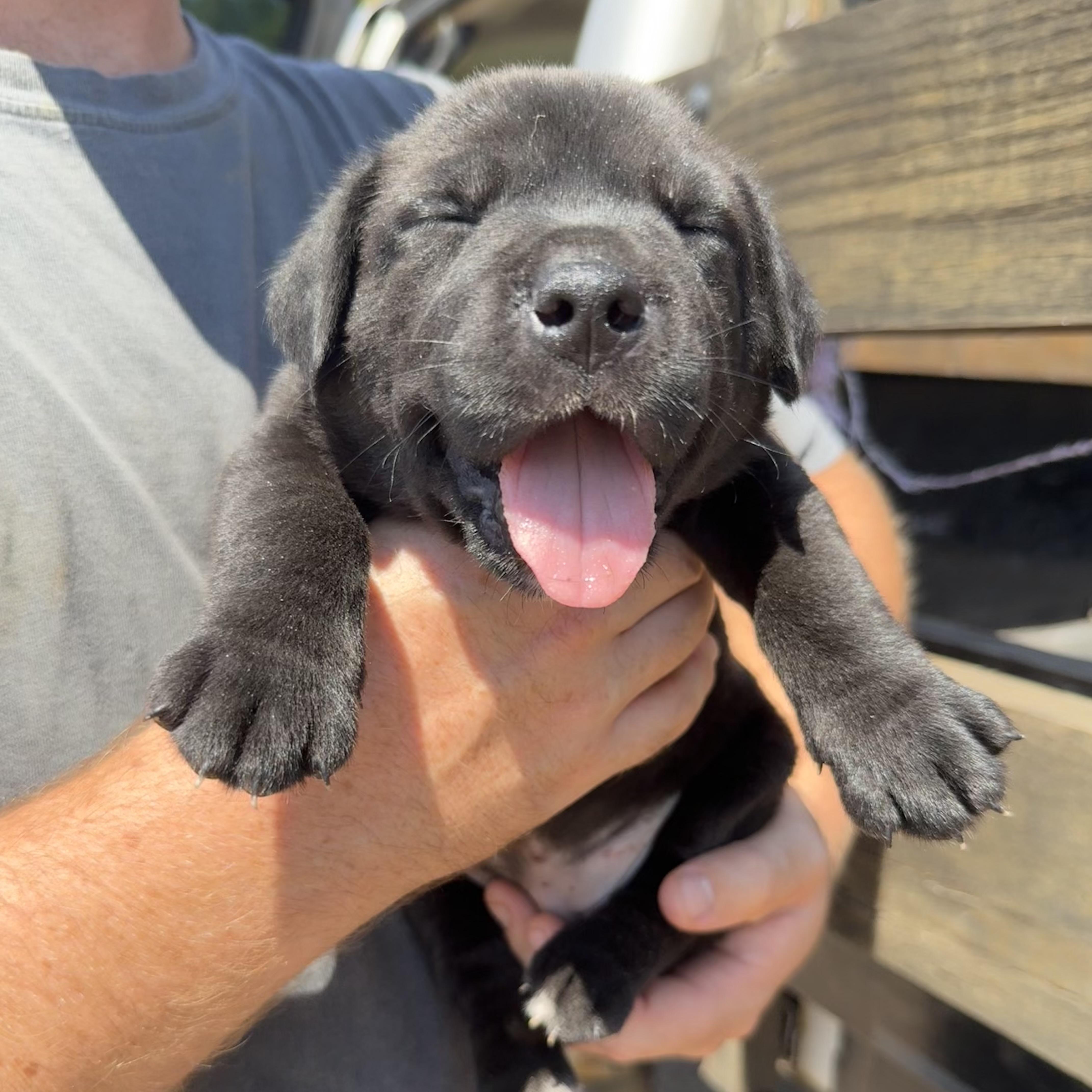 A baby medium-sized female Black Labrador Retriever dog named Susan B Anthony for adoption in Columbia, SC