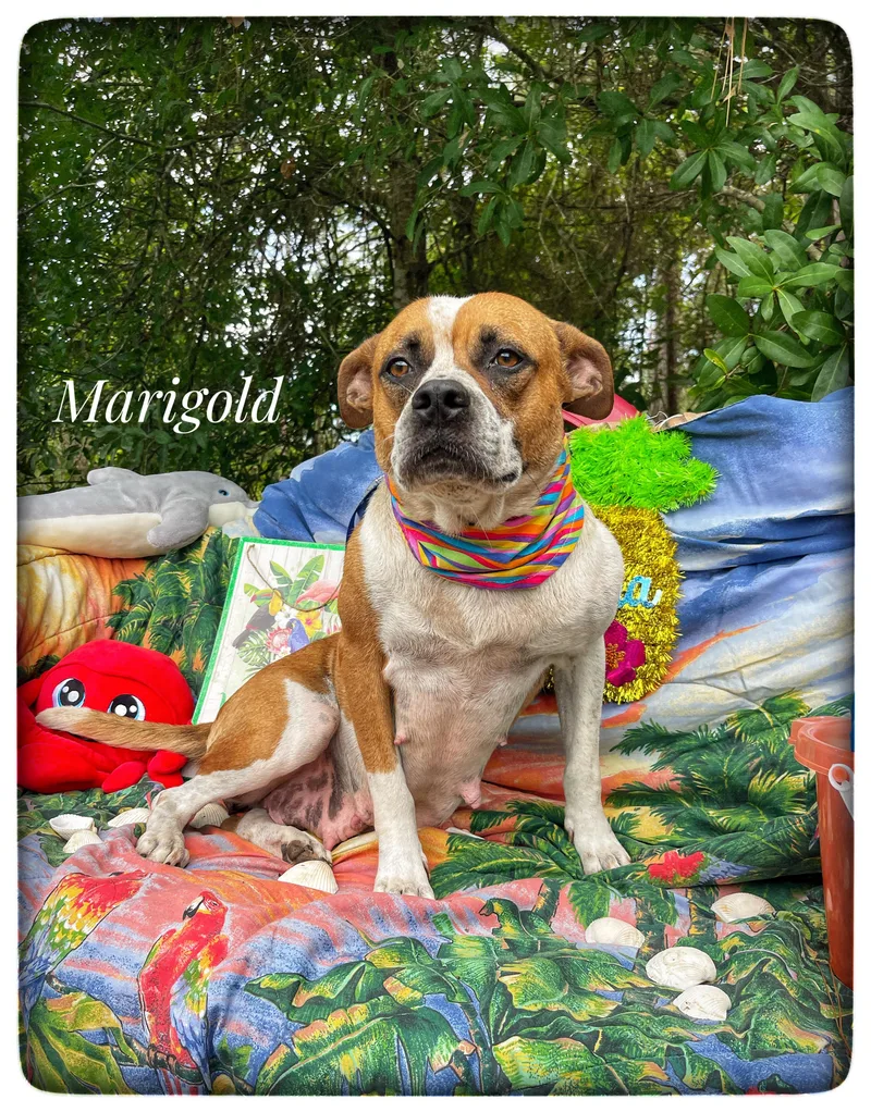 Marigold thumbnail 4