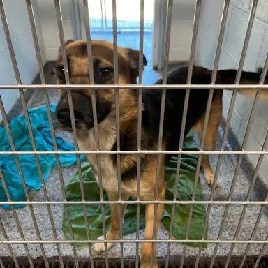 An adult medium-sized female Black Mixed Breed dog named Tito for adoption in Jeffersonville, IN