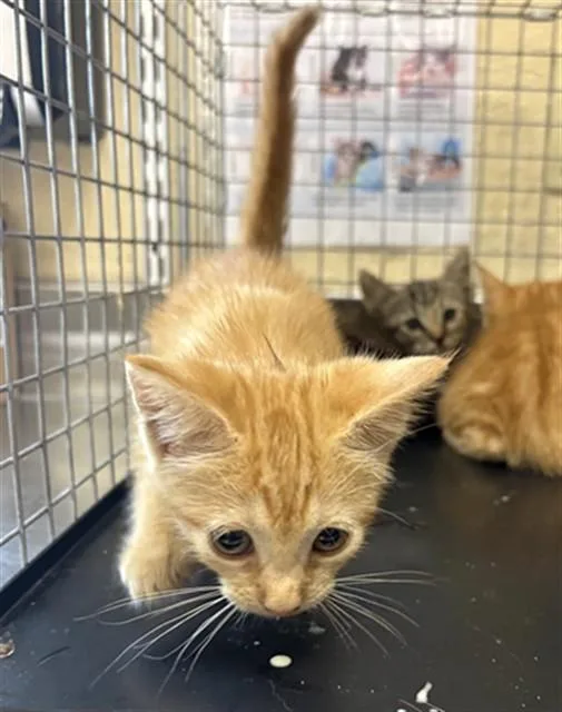 A baby small-sized female Domestic Short Hair cat named Betty for adoption in Fort Myers, FL