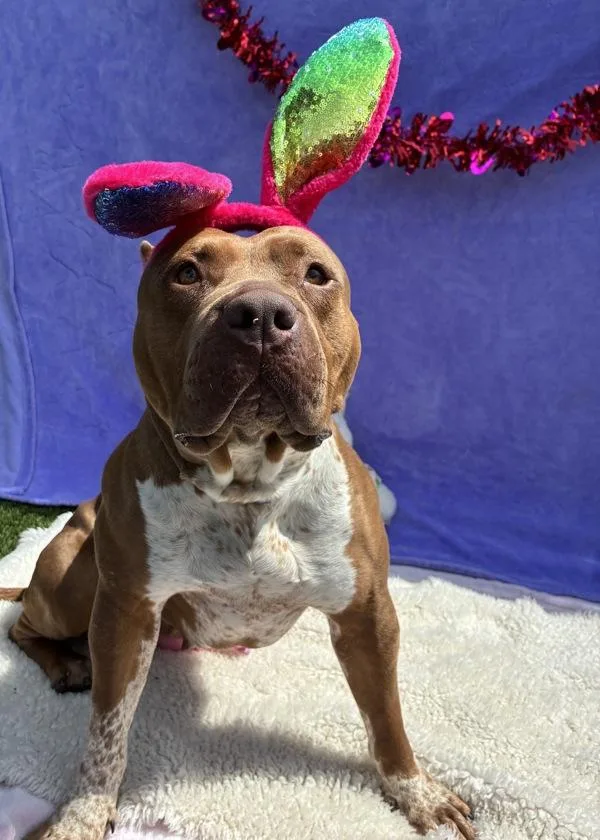 Dolly Parton thumbnail 2