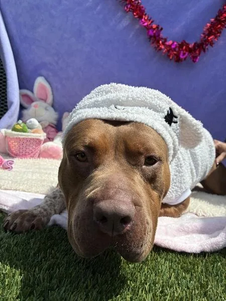 Dolly Parton thumbnail 3