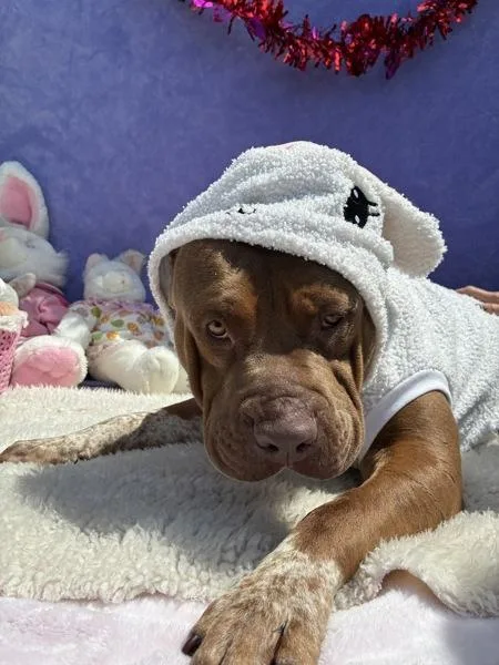 Dolly Parton thumbnail 4