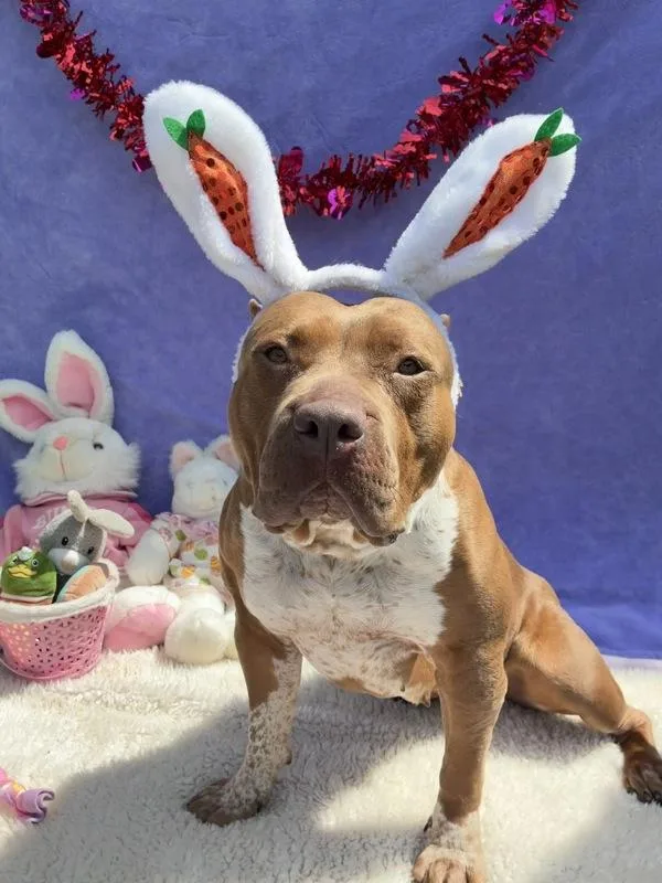 Dolly Parton thumbnail 5