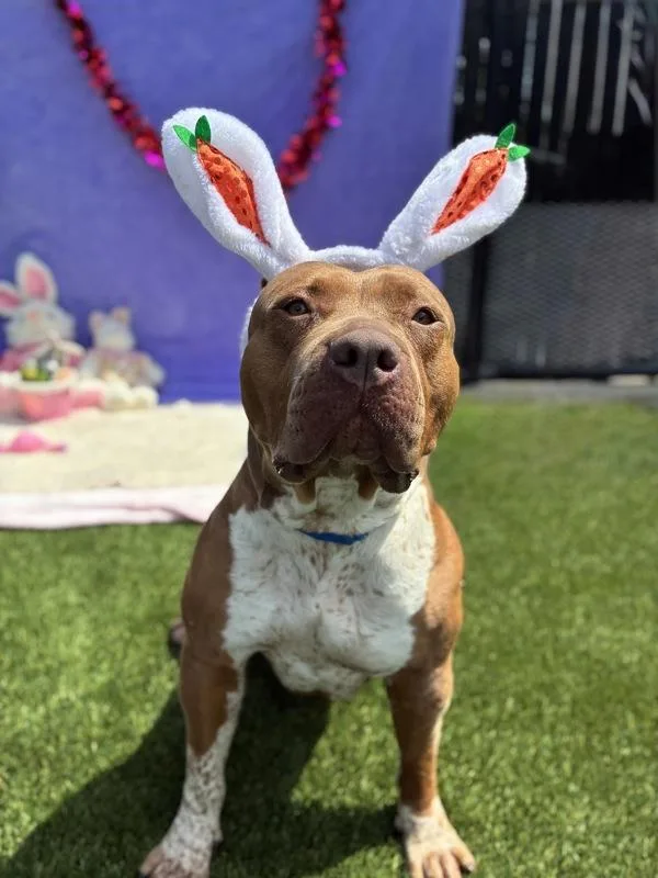 Dolly Parton thumbnail 6