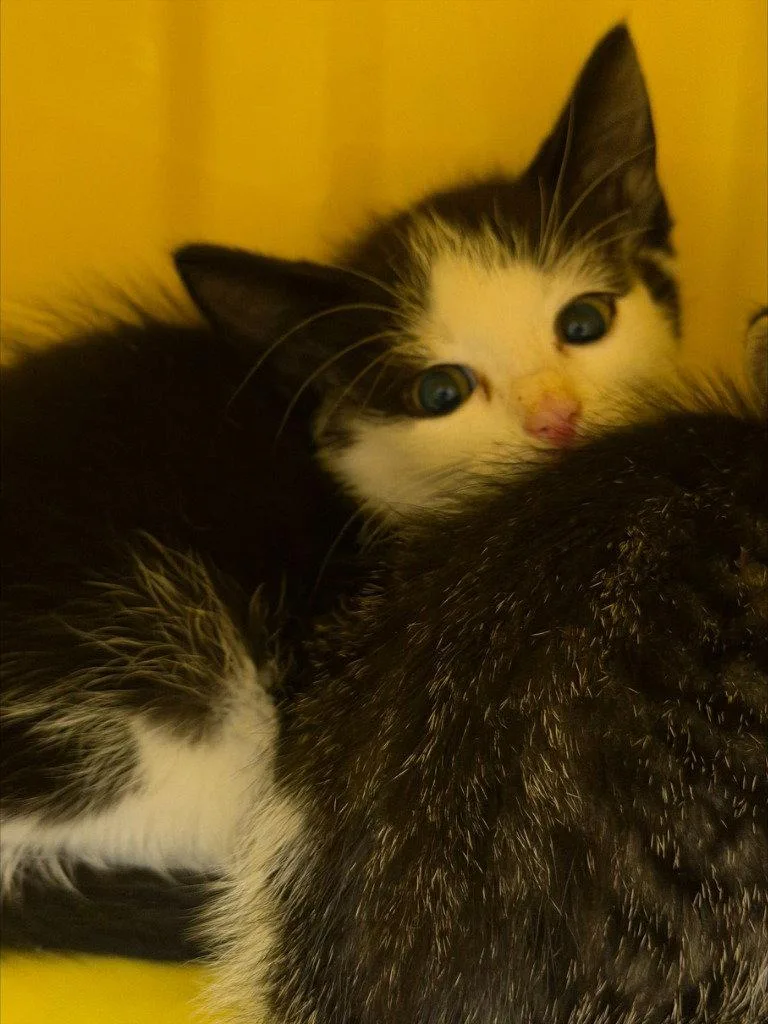 A baby small-sized male Black & White / Tuxedo Domestic Short Hair cat named CA  Yang for adoption in Glen Allen, VA