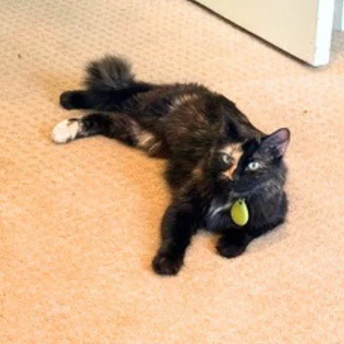 An adult medium-sized female Domestic Long Hair cat named Nunu for adoption in Aurora, CO