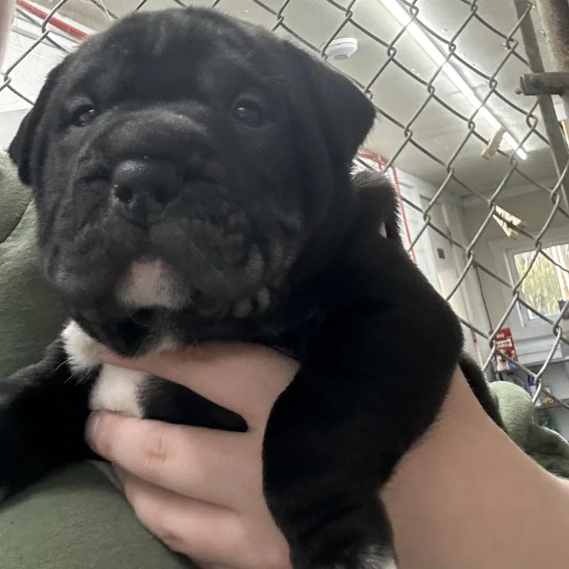 A baby small-sized male Black Mixed Breed dog named Chunkgrey for adoption in Greenville, PA