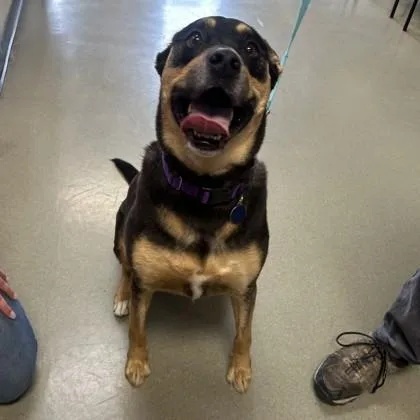 An adult medium-sized female Shepherd dog named Queen for adoption in Merriam, KS