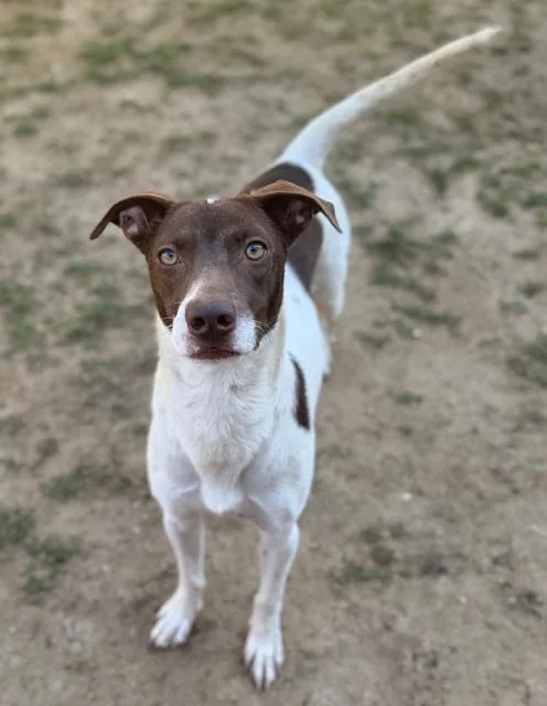 A young medium-sized male Terrier dog named Spencer for adoption in Corsicana, TX