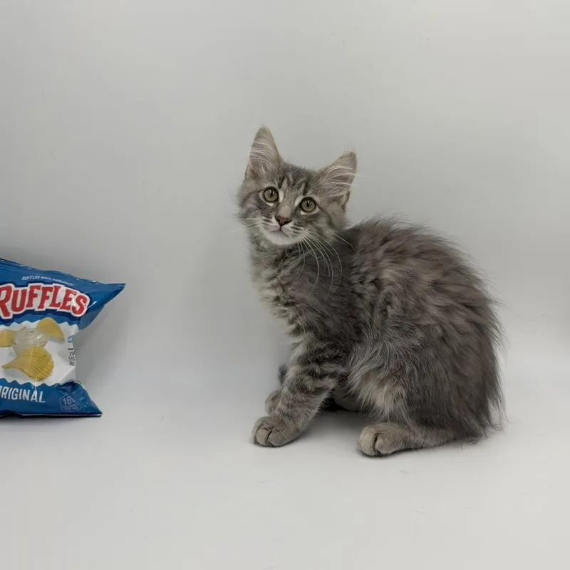 A baby medium-sized male Domestic Long Hair cat named Ruffles for adoption in State College, PA