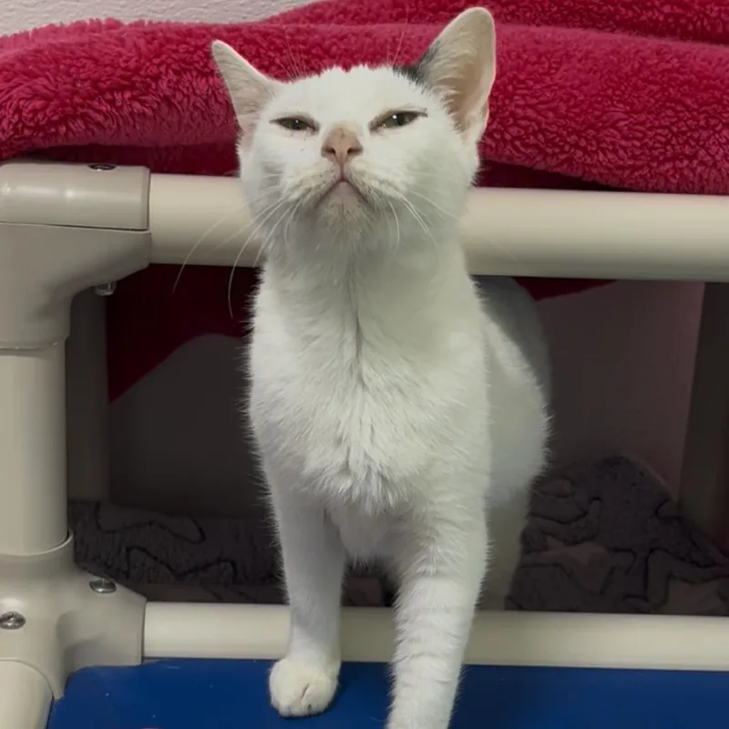An adult medium-sized female White Domestic Short Hair cat named Pooka for adoption in Clearwater, FL