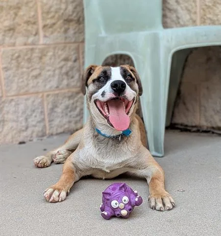 A young medium-sized male Husky dog named Target for adoption in Dayton, OH
