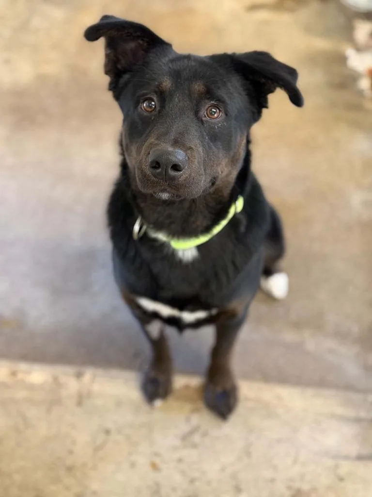 A young large-sized male Mixed Breed dog named Duke for adoption in Viroqua, WI