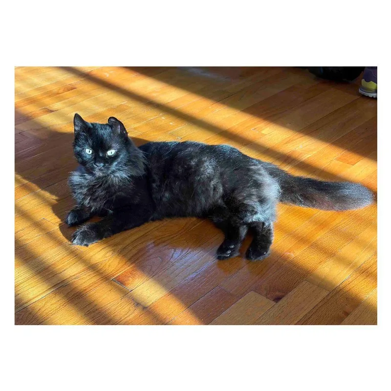 A young medium-sized male Black Domestic Medium Hair cat named Benson for adoption in Stamford, CT