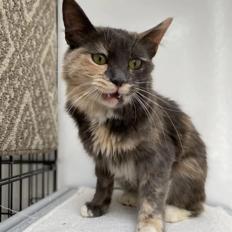 An adult medium-sized female Calico Domestic Medium Hair cat named Leslie for adoption in Branford, CT