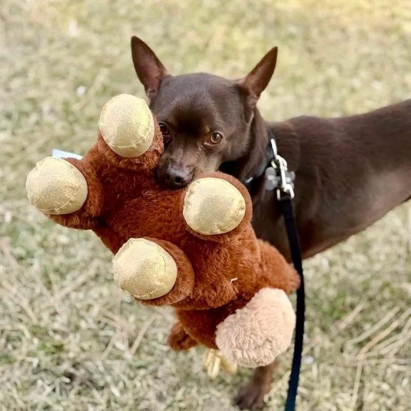 An adult small-sized male Brown / Chocolate Mixed Breed dog named Flash for adoption in Oshkosh, WI