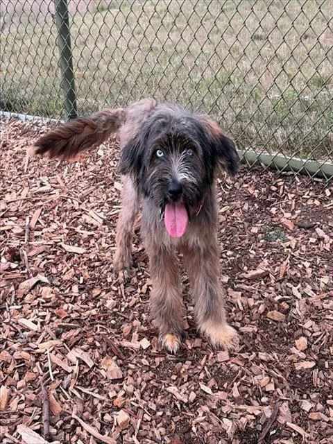 A young medium-sized female Briard dog named Maggie for adoption in Leesburg, VA