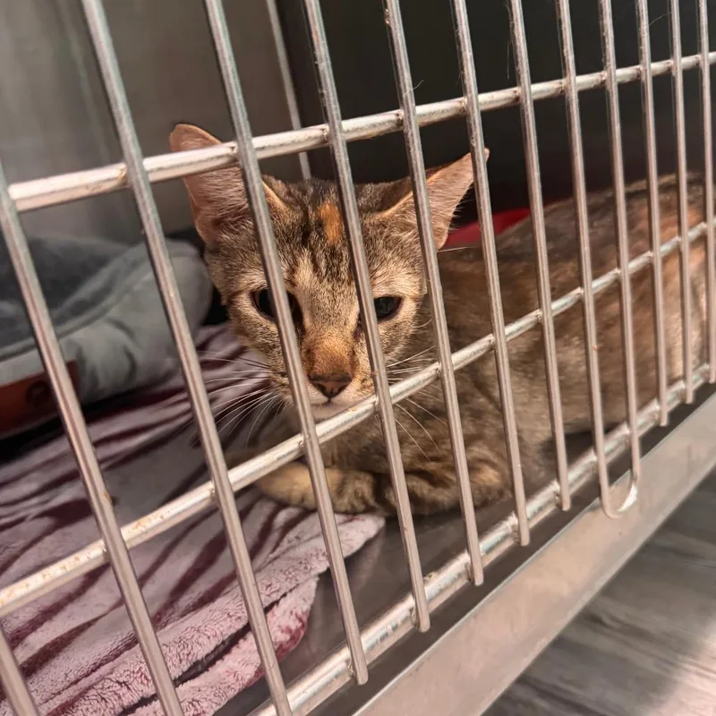 A young medium-sized female Brown / Chocolate Domestic Short Hair cat named Martha for adoption in Lake Jackson, TX