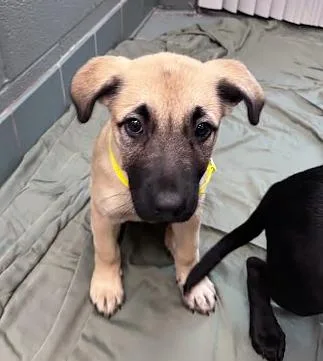 A baby medium-sized female Black Mixed Breed dog named Salsa for adoption in Nashville, TN