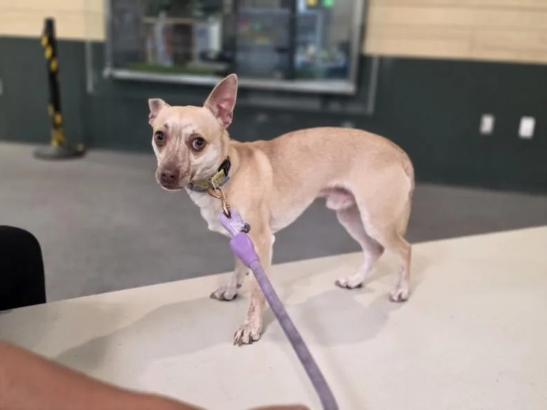 A young small-sized male Chihuahua dog named Copper for adoption in Los Angeles, CA