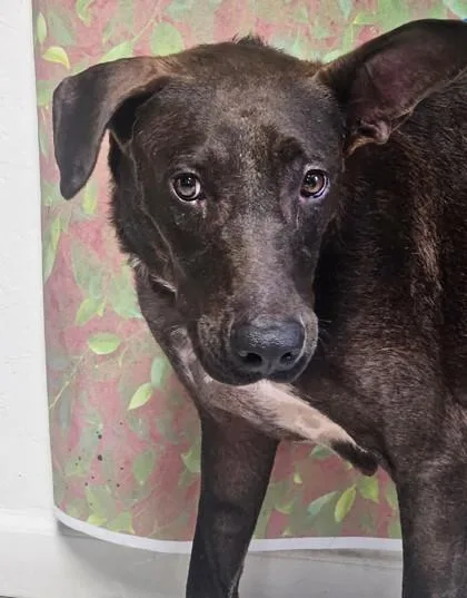 An adult large-sized female Labrador Retriever dog named Taylor for adoption in San Antonio, TX