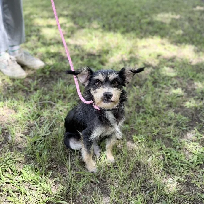 A young small-sized female Black Terrier dog named Dearling for adoption in Carencro, LA