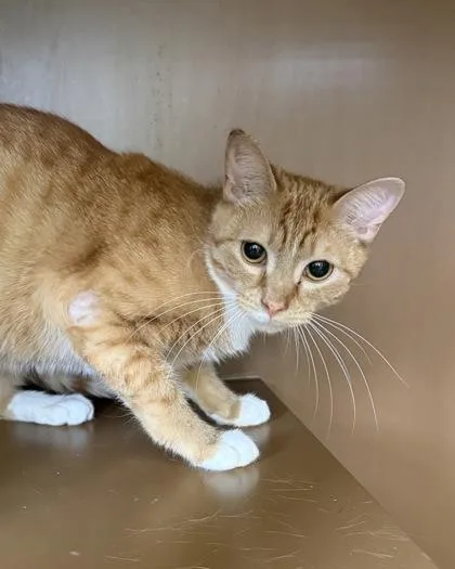 An adult medium-sized female Domestic Short Hair cat named Franny for adoption in Hamilton, NJ