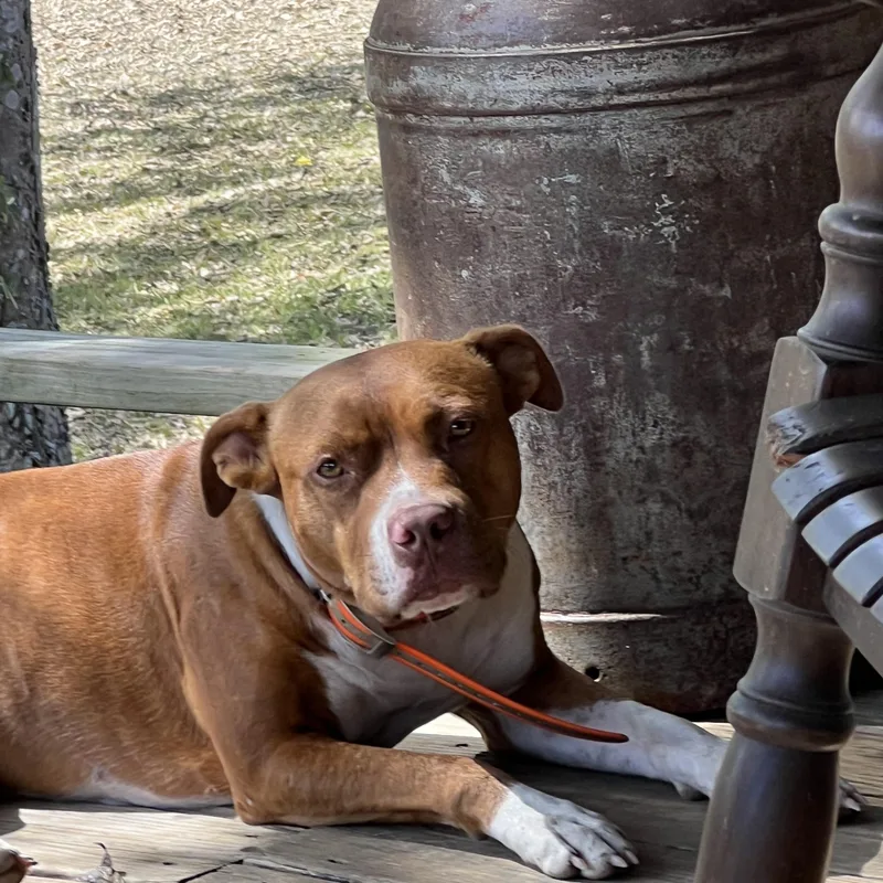 An adult medium-sized female Red / Chestnut / Orange Bulldog dog named Georgia for adoption in Faunsdale, AL