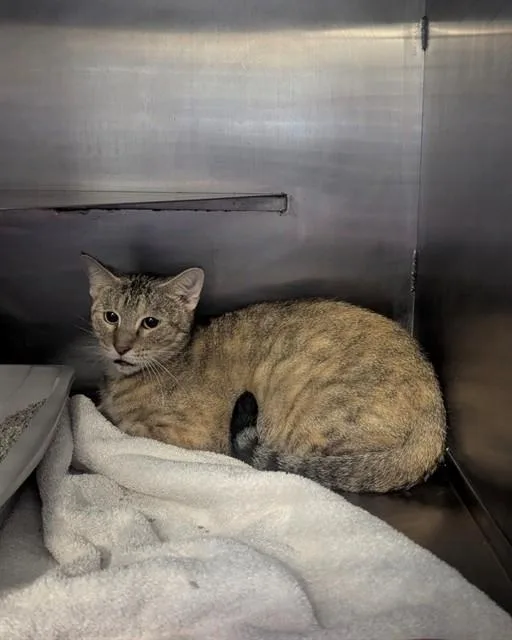 A young medium-sized female Domestic Short Hair cat named Flower for adoption in Conroe, TX
