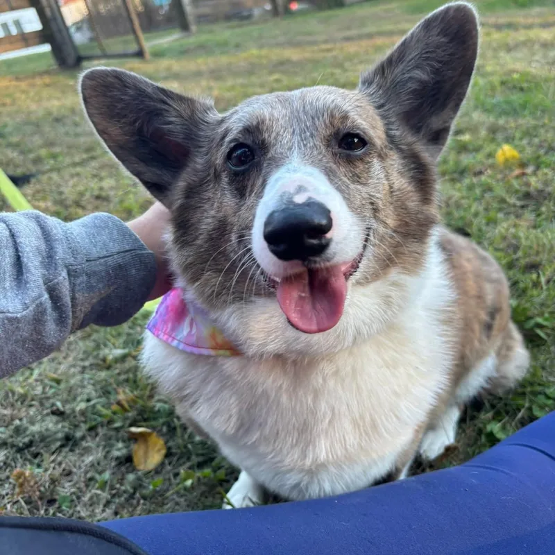 An adult medium-sized female Yellow / Tan / Blond / Fawn Corgi dog named Jayna for adoption in Phoenixville, PA