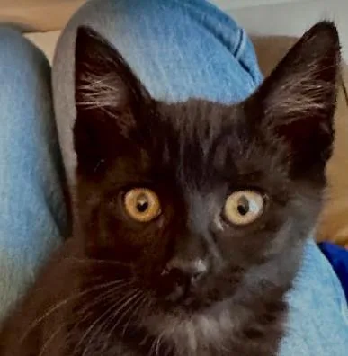 A baby medium-sized female Black Domestic Short Hair cat named Shade for adoption in San Jose, CA