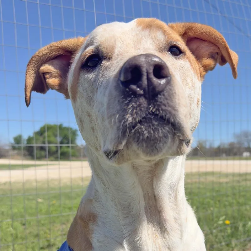 An adult large-sized male Apricot / Beige Mixed Breed dog named Finn for adoption in Leander, TX