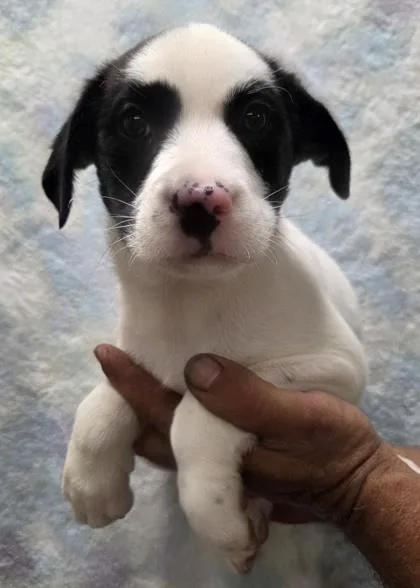 Oreo