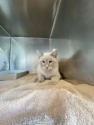 A baby small-sized male Seal Point Siamese cat named Loibstah! for adoption in El Paso, TX
