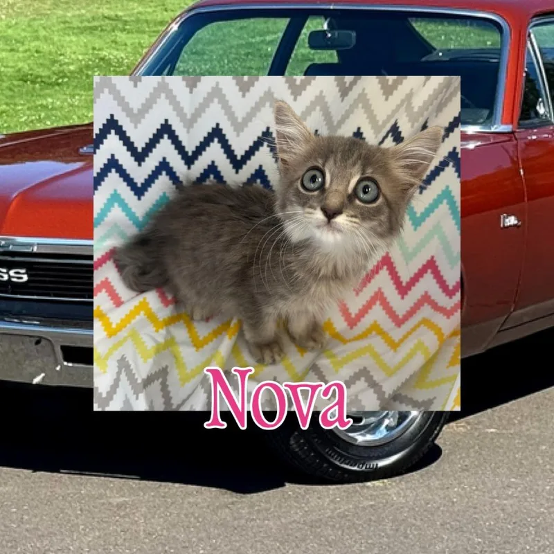 A baby small-sized female Domestic Medium Hair cat named Nova for adoption in Royse City, TX