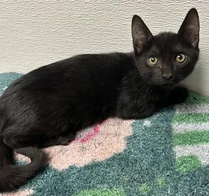 A young small-sized male Domestic Short Hair cat named Dylan for adoption in Phoenix, AZ
