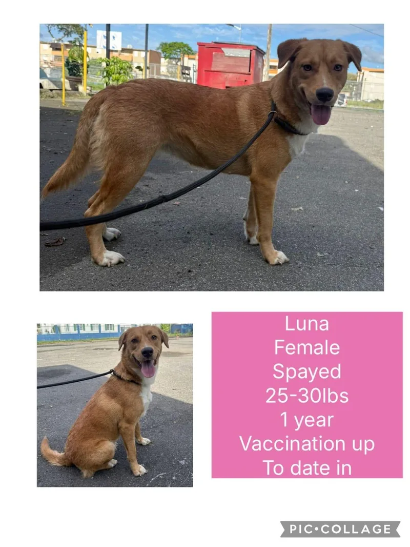 A young medium-sized female Mixed Breed dog named Luna for adoption in San Juan, PR