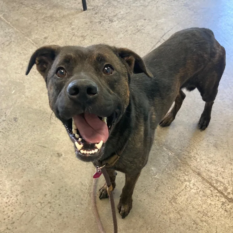 Ichabod Crane thumbnail 2