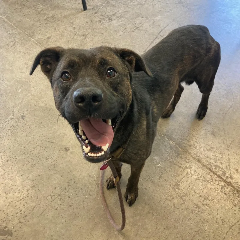 Ichabod Crane thumbnail 4