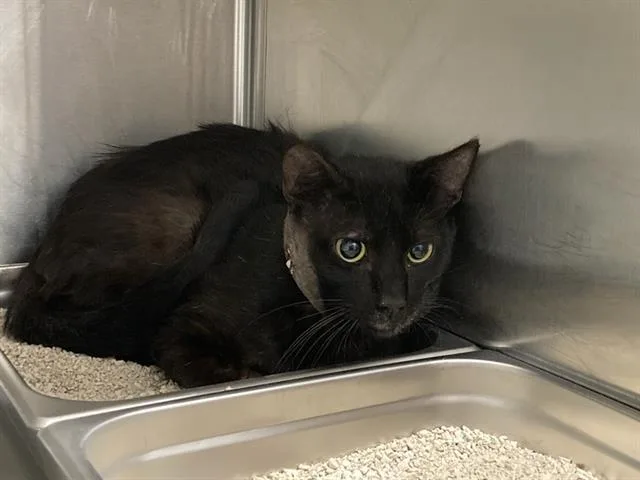 An adult small-sized male Domestic Short Hair cat named Rocky for adoption in Tustin, CA