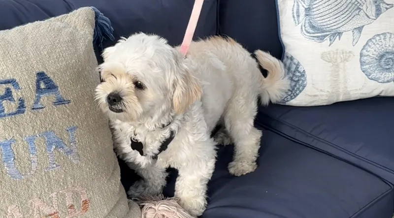 Benji