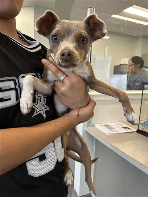A young small-sized female Terrier dog named Lafonda for adoption in San Antonio, TX