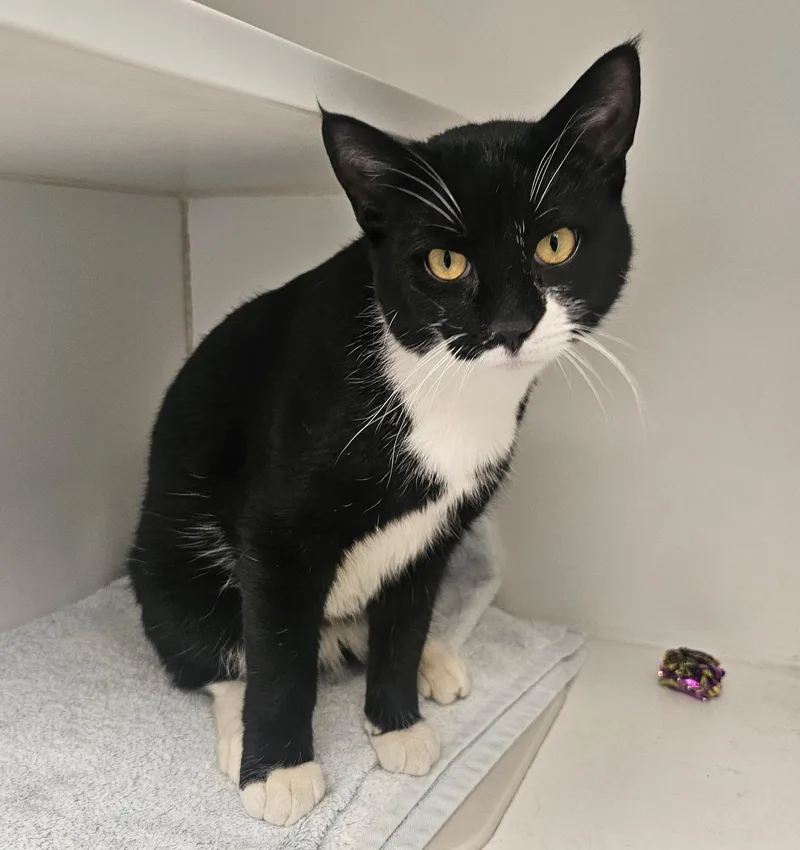 A baby medium-sized male Black & White / Tuxedo Domestic Short Hair cat named Howie Mansmell for adoption in Norwalk, CT